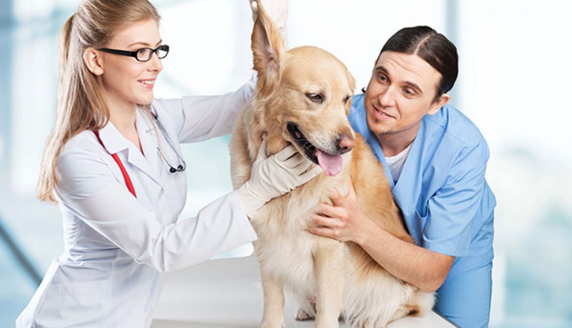 O-curso-de-auxilar-de-veterinário