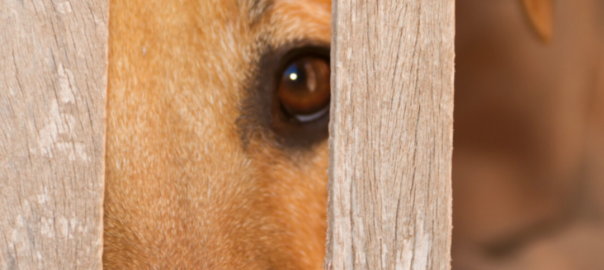 Abril Laranja – mês de prevenção contra a crueldade animal