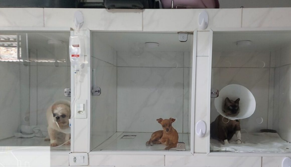Clinica-veterinaria_Foto-3-Arquivo-Ipaam-1024x541