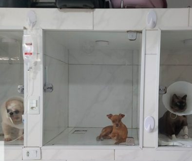 Clinica-veterinaria_Foto-3-Arquivo-Ipaam-1024x541