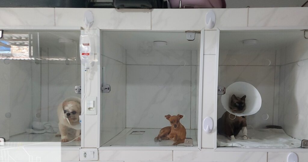 Clinica-veterinaria_Foto-3-Arquivo-Ipaam-1024x541